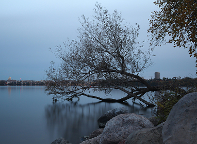 Tree out on the Lake